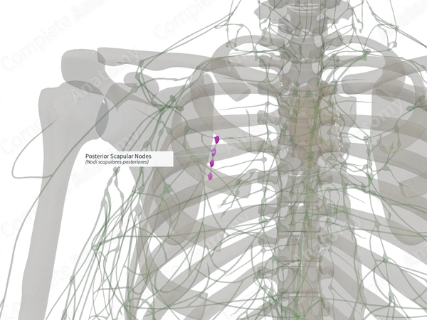 Posterior Scapular Nodes (Right)