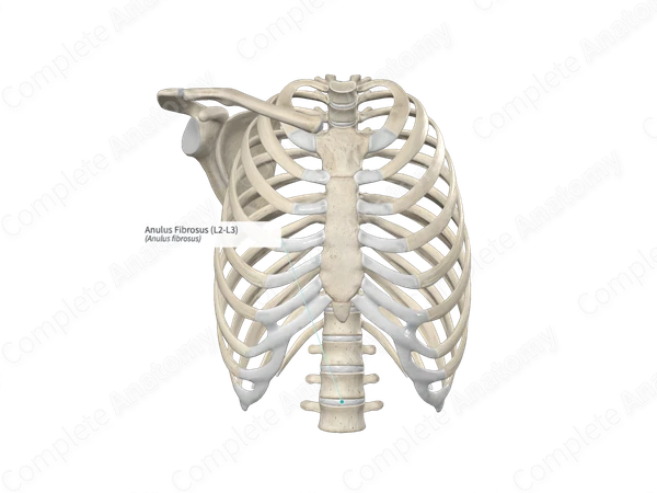 Anulus Fibrosus (L2-L3)