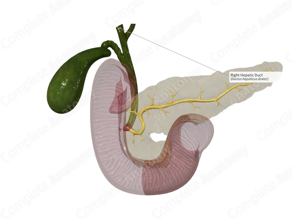 Right Hepatic Duct
