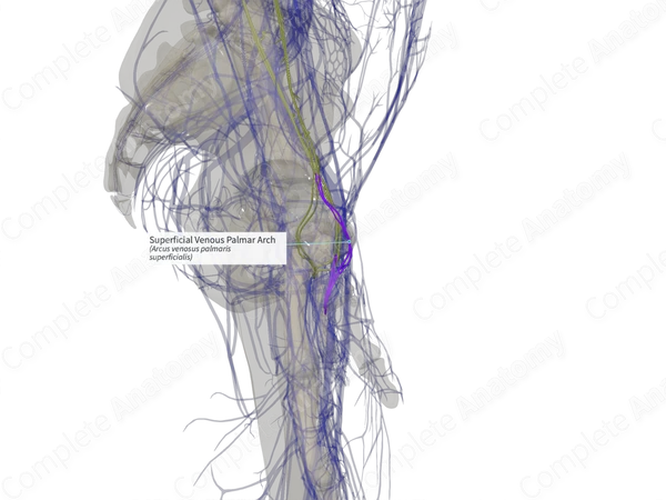 Superficial Venous Palmar Arch (Right)