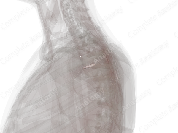 Intervertebral Symphysis (T3-T4)