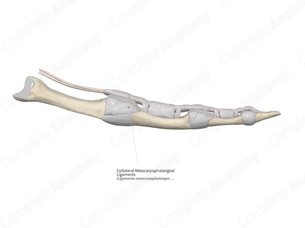 Collateral Metacarpophalangeal Ligaments