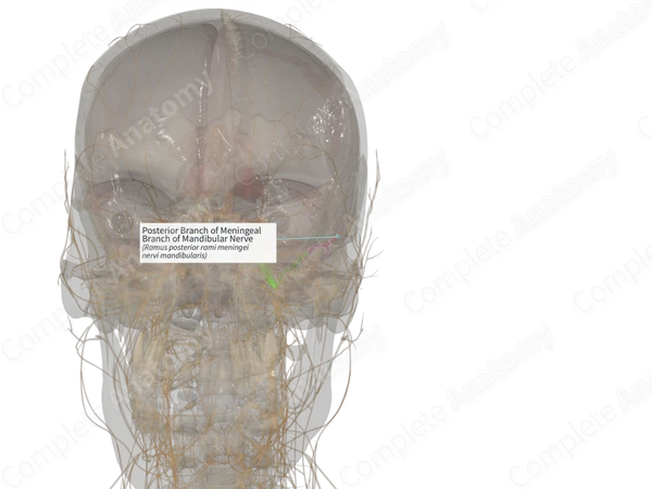 Posterior Branch of Meningeal Branch of Mandibular Nerve (Left)