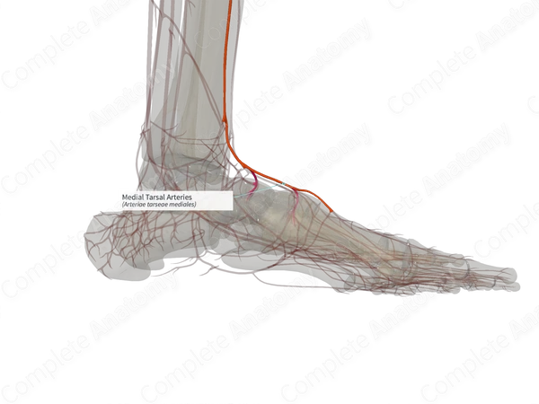 Medial Tarsal Arteries (Left)