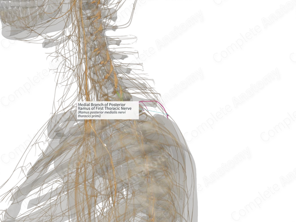 Medial Branch of Posterior Ramus of First Thoracic Nerve (Right)