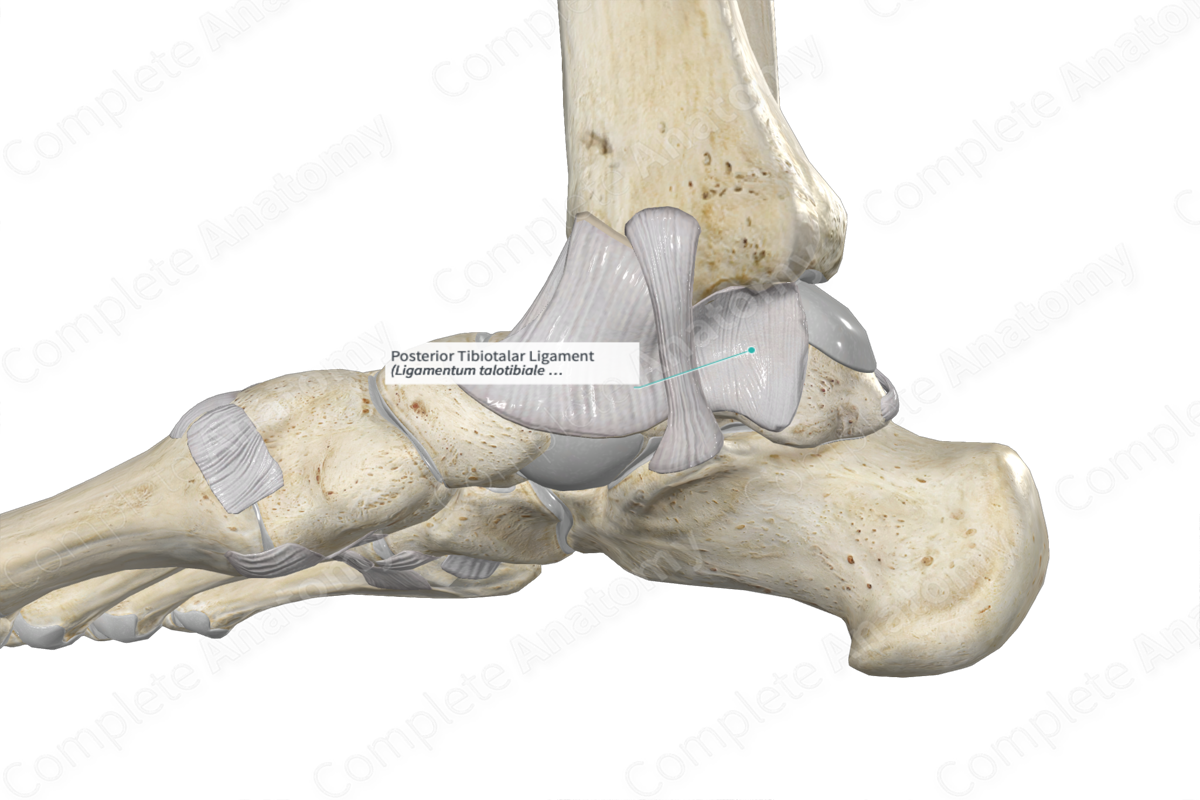 Posterior Tibiotalar Ligament | Complete Anatomy