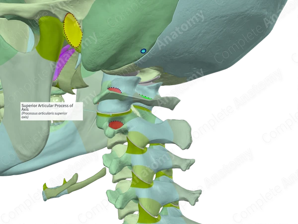 Superior Articular Process of Axis (Right)