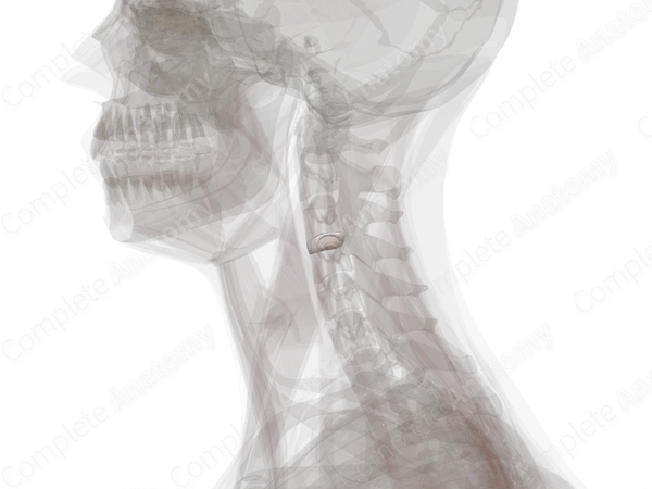 Intervertebral Disc (C3-C4)