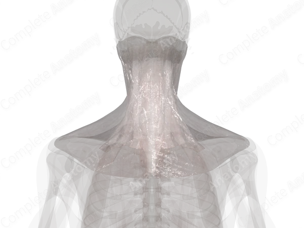 Cervical Fasciae
