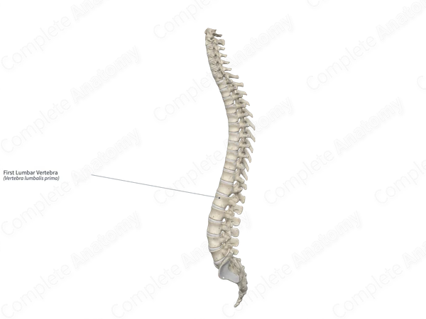 First Lumbar Vertebra