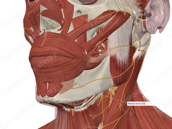 Mental Nerve Complete Anatomy