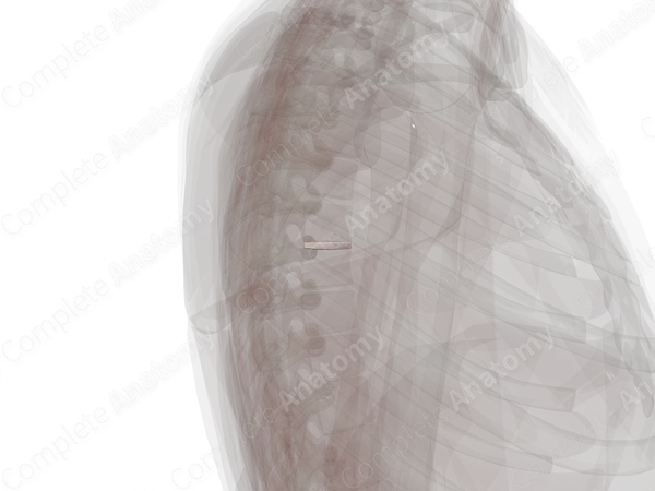Intervertebral Disc (T6-T7)