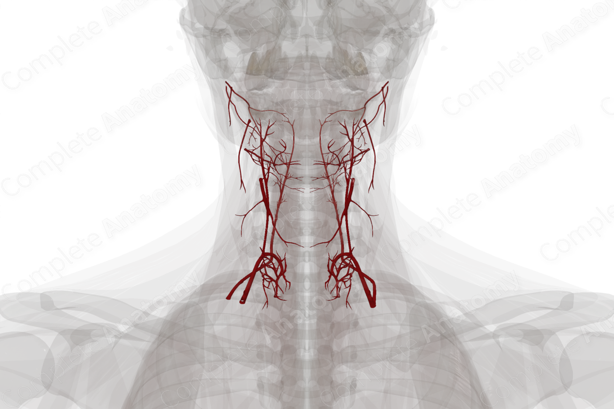 Arteries of Neck