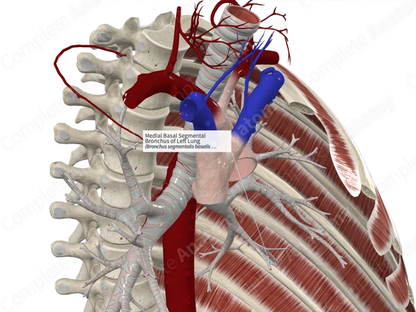 Medial Basal Segmental Bronchus of Left Lung