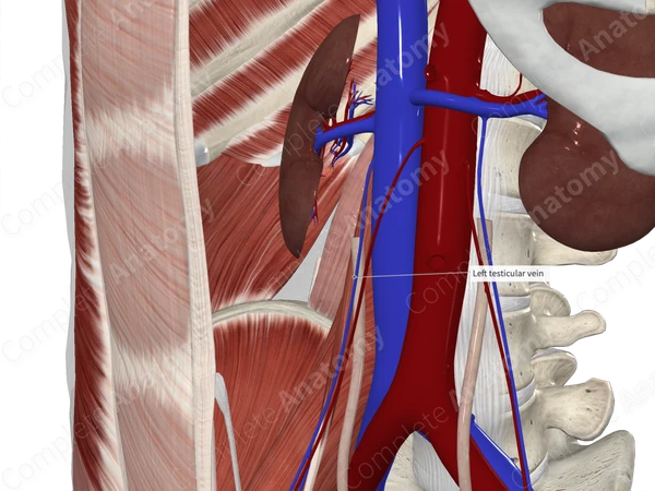 Right Testicular Vein