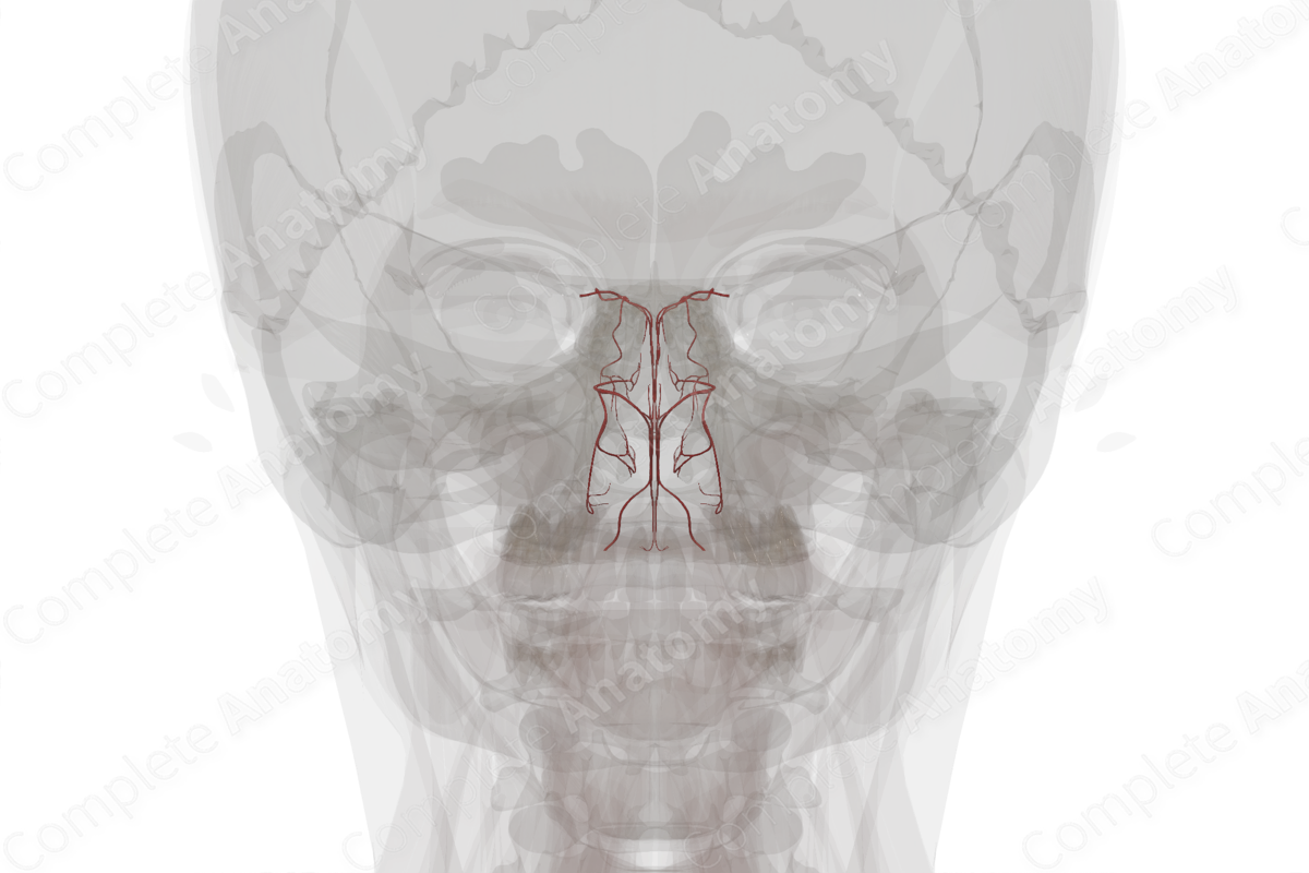 Arteries of Nasal Cavity