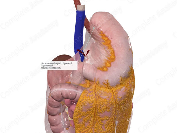 Hepatoesophageal Ligament