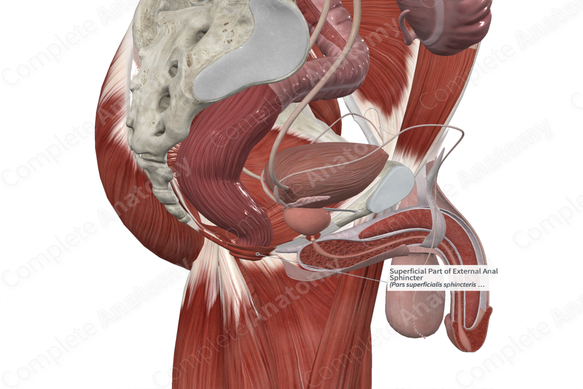 Superficial Part of External Anal Sphincter