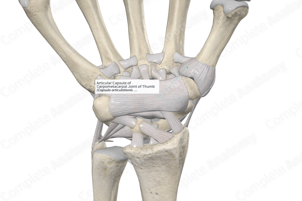Articular Capsule of Carpometacarpal Joint of Thumb 