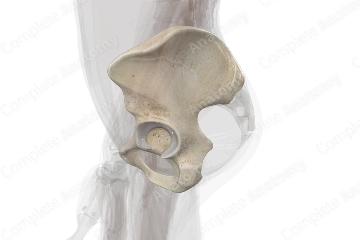 Hip Bone (Left)