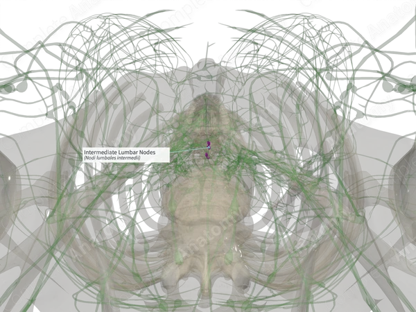 Intermediate Lumbar Nodes