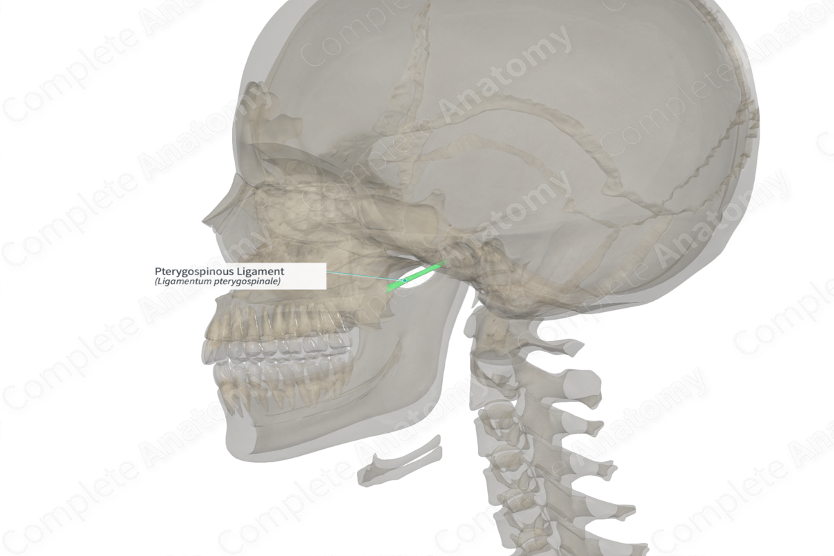 Pterygospinous Ligament (Left)