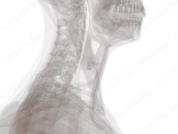 Cricothyroid Joint