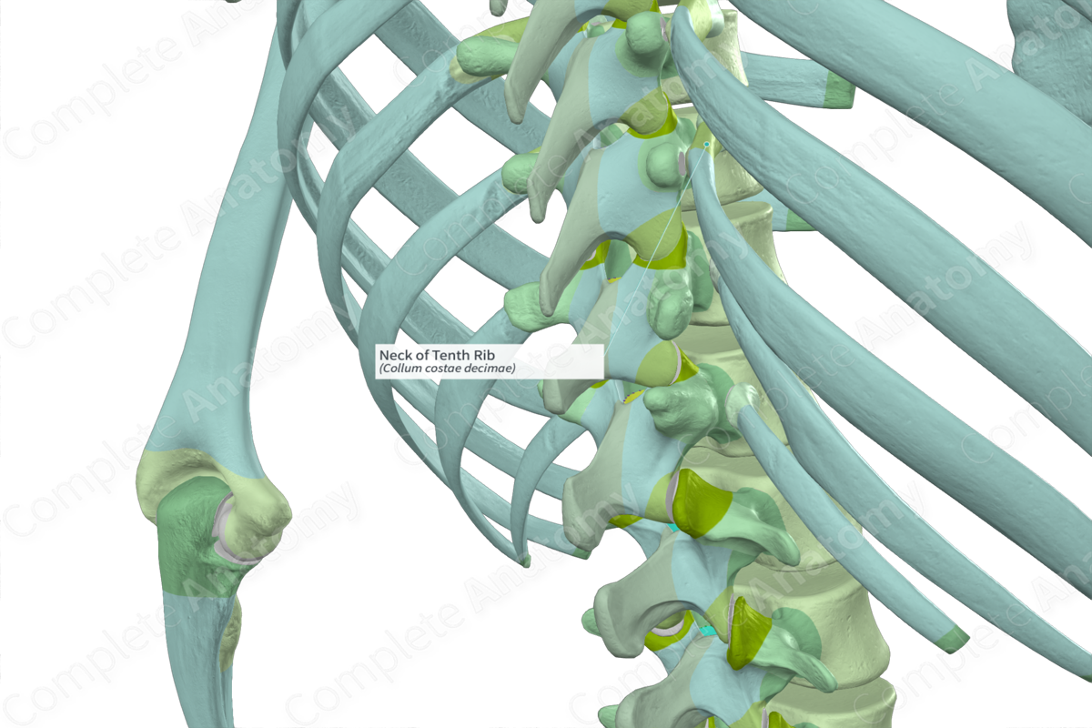Neck of Tenth Rib Complete Anatomy