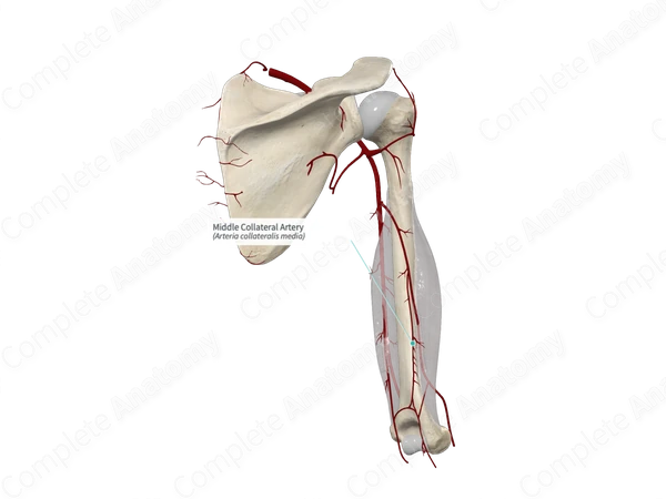 Middle Collateral Artery