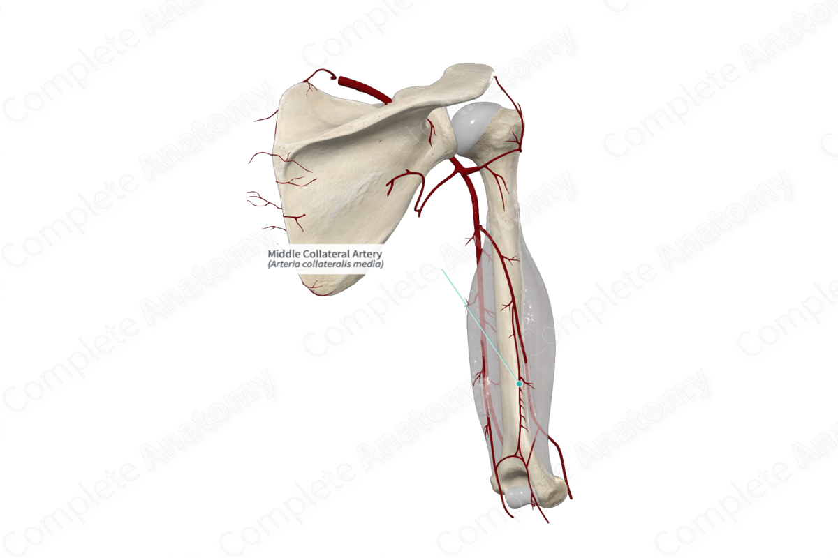 Middle Collateral Artery 
