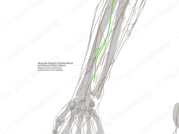 Muscular Branch of Radial Nerve to Extensor Pollicis Brevis (Right)