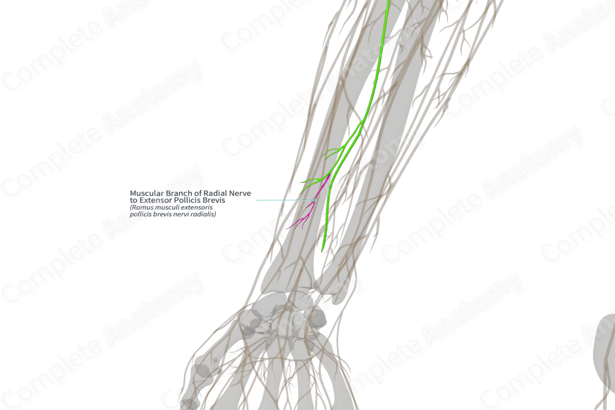 Muscular Branch of Radial Nerve to Extensor Pollicis Brevis (Right)