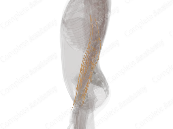 Nerves of Forearm (Left)