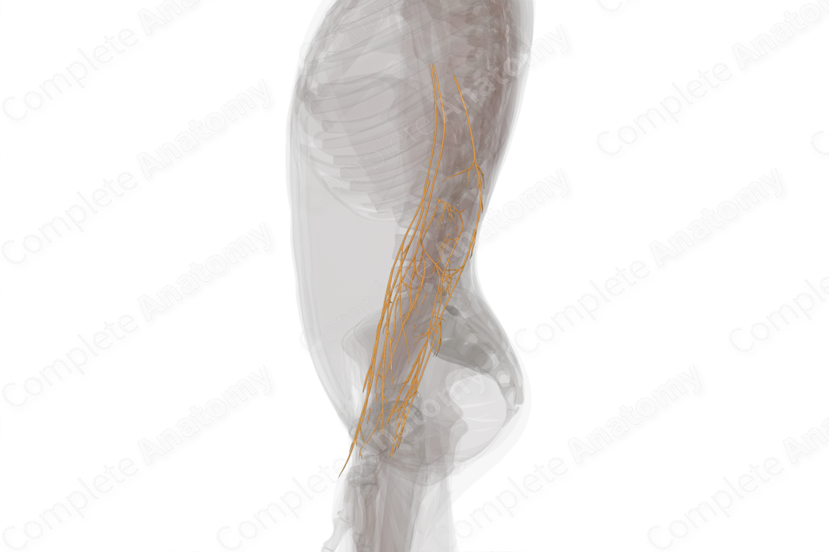 Nerves of Forearm (Left)