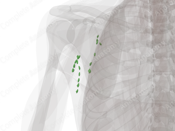 Superficial Axillary Nodes (Left)
