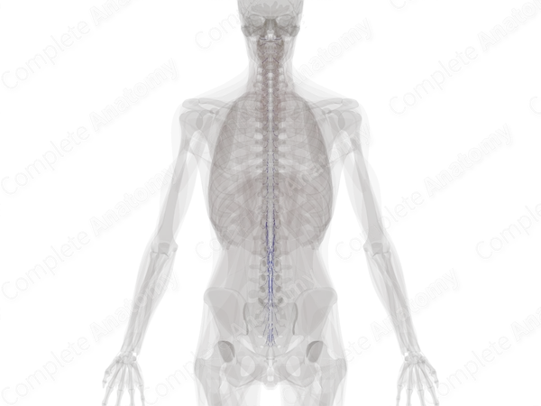 Radicular Veins