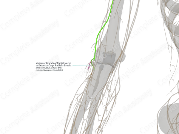 Muscular Branch of Radial Nerve to Extensor Carpi Radialis Brevis (Left)