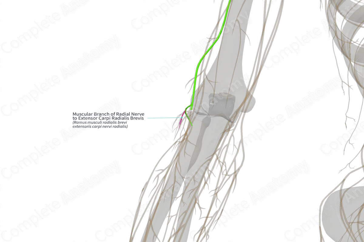 Muscular Branch of Radial Nerve to Extensor Carpi Radialis Brevis (Left)