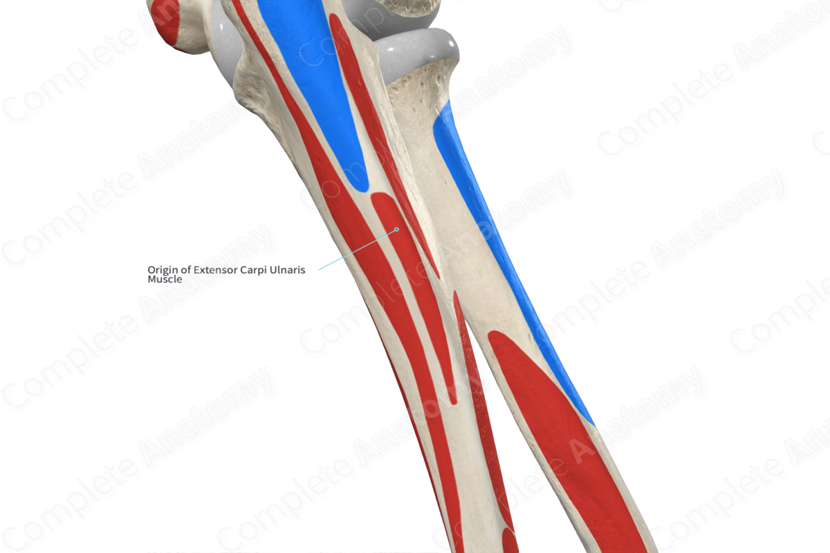 Origin of Extensor Carpi Ulnaris Muscle | Complete Anatomy