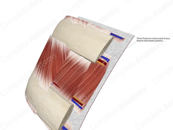 Third Posterior Intercostal Artery 