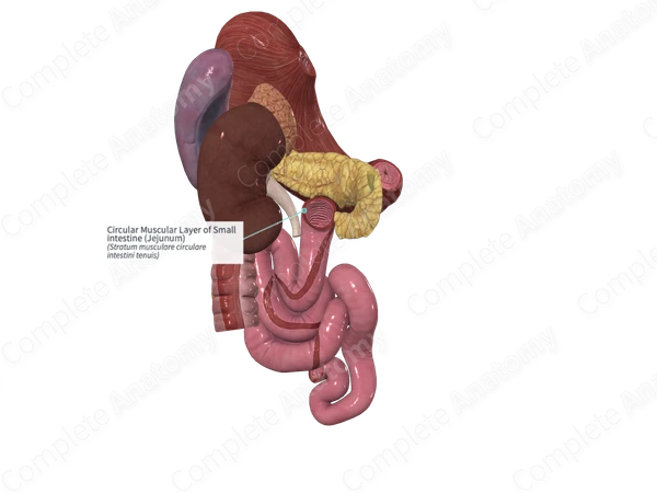 Circular Muscular Layer of Small intestine (Jejunum)