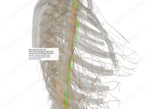 Muscular Branch of Musculocutaneous Nerve to Long Head of Biceps Brachii (Left)