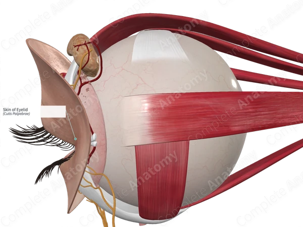 Skin of Eyelid