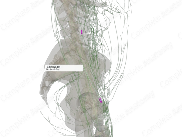 Radial Nodes (Left)