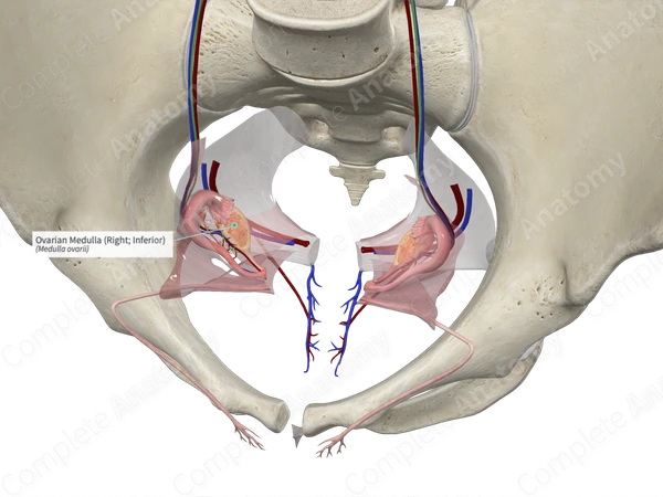 Ovarian Medulla (Right; Inferior)