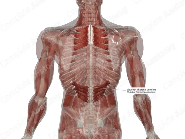 Eleventh Thoracic Vertebra