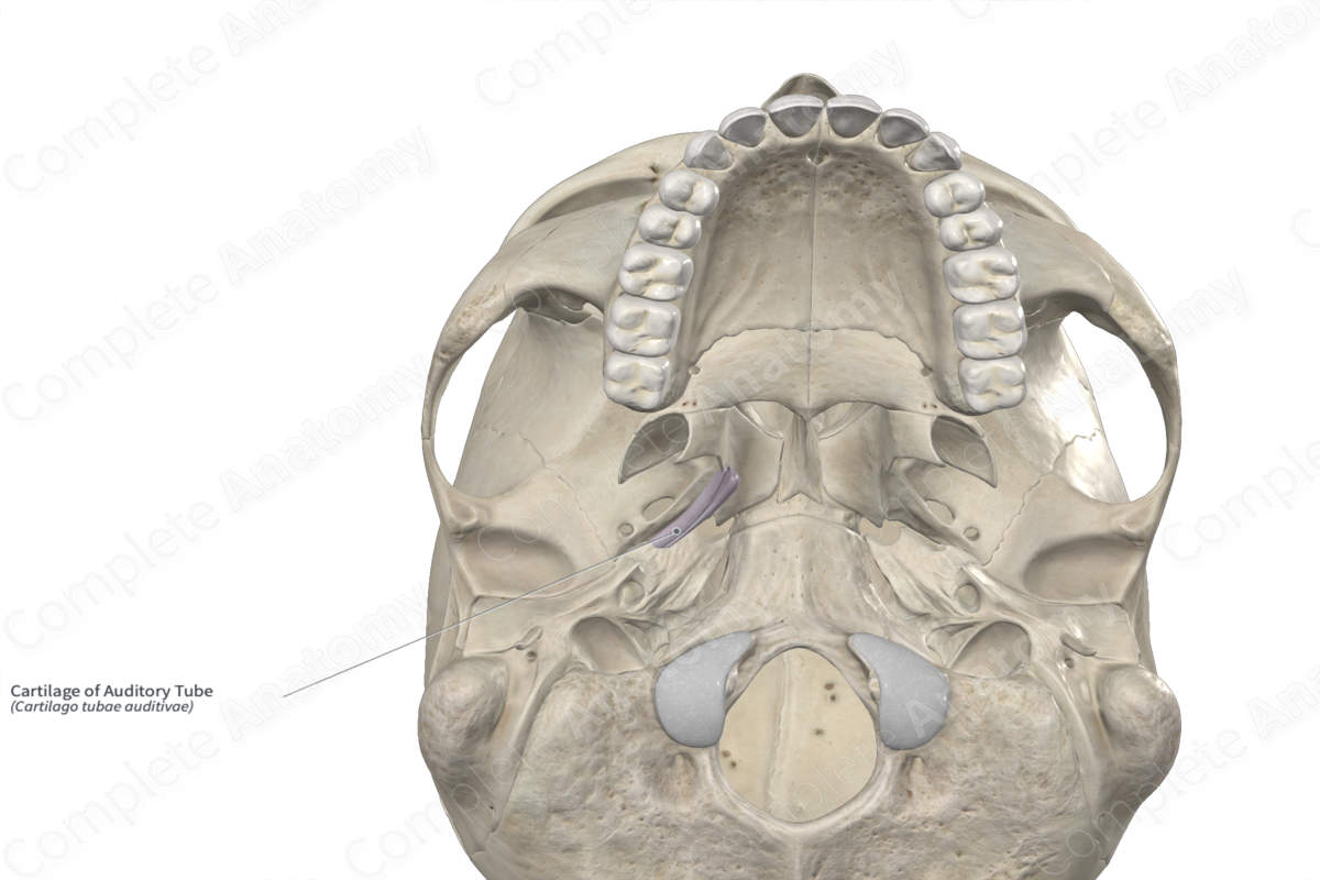 Cartilage of Auditory Tube 