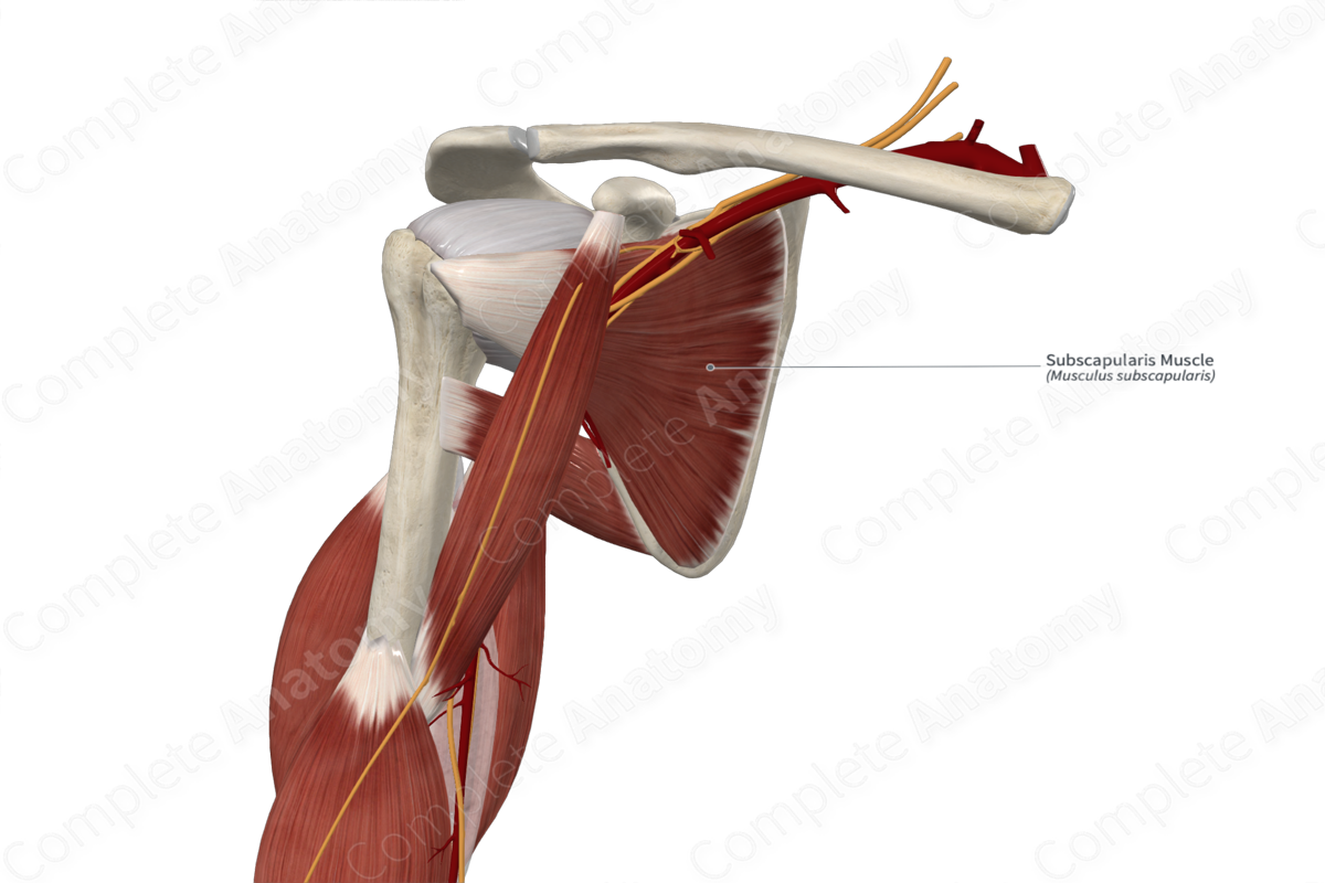 Subscapularis Muscle 