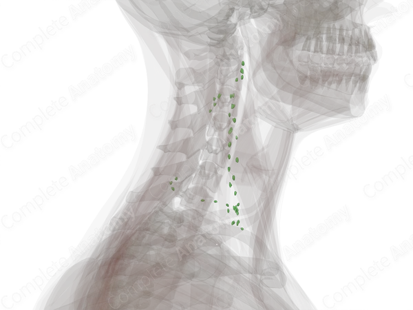 Lateral Cervical Nodes (Left)