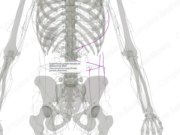 Superficial Lymph Vessels of Abdominal Wall (Left)